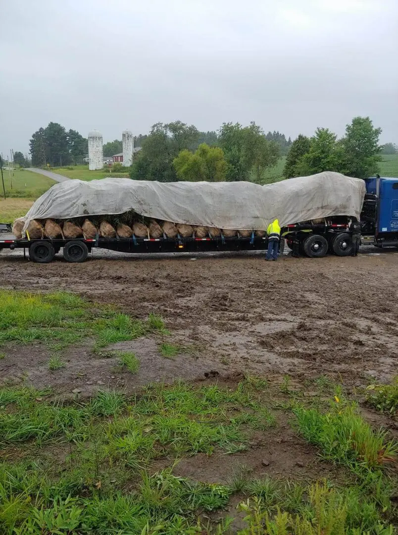 Truck transporting large tree saplings under tarp.