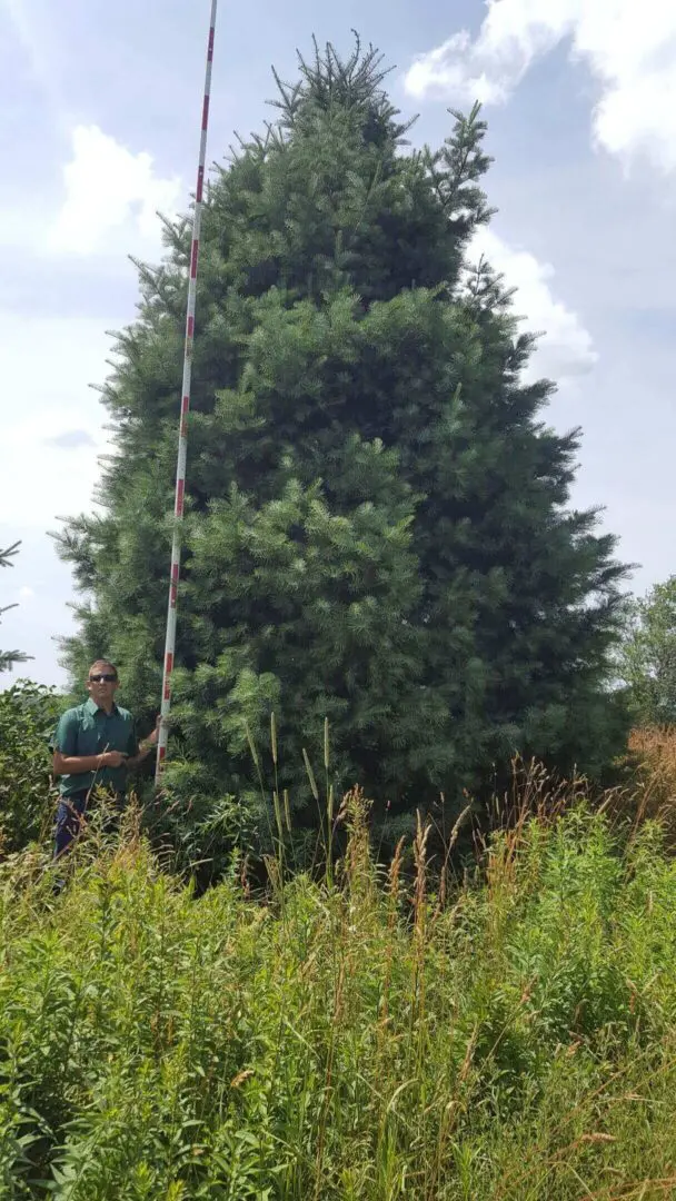 Tall evergreen tree with person for scale.