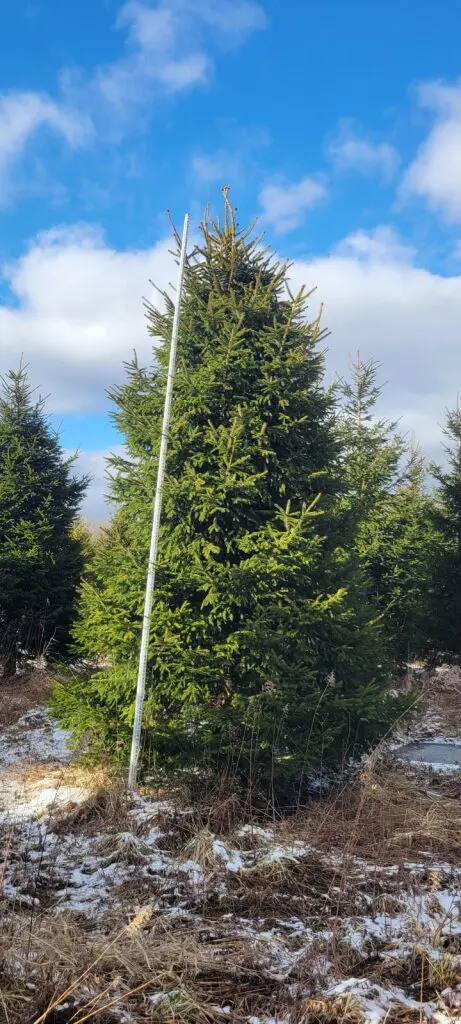 Tall spruce in snowy Christmas tree farm
