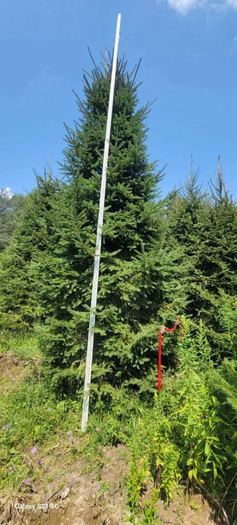 tall white pole against spruce trees