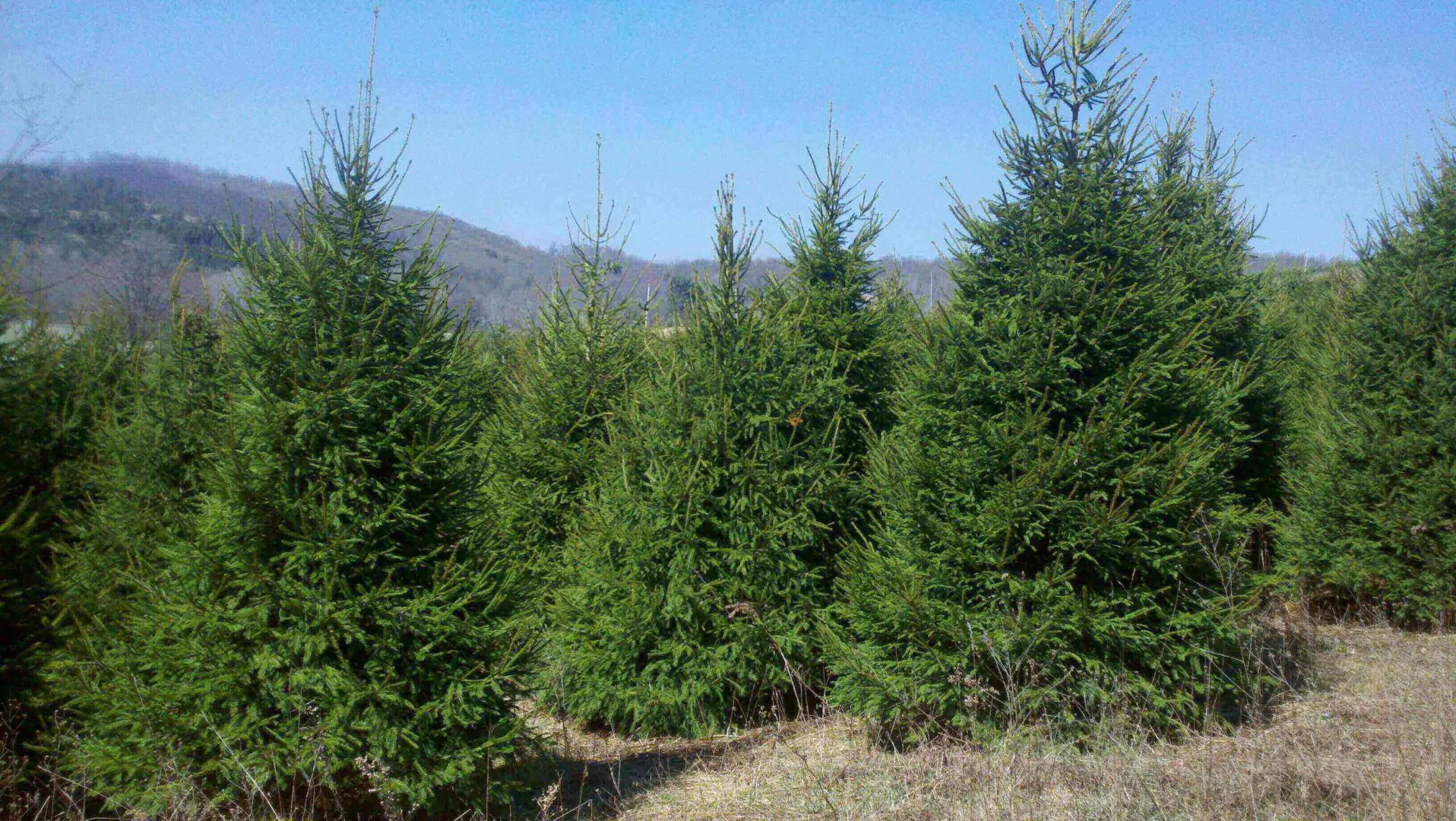 Evergreen trees in a field under blue sky.