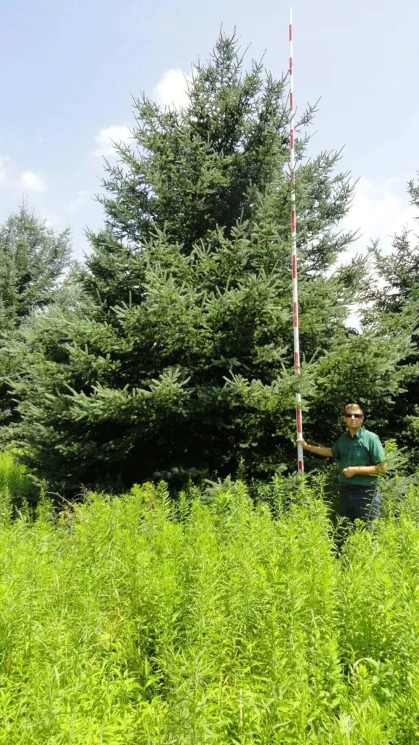 Person measuring tall evergreen tree height.