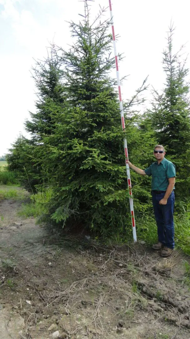 Man measuring large evergreen tree with pole