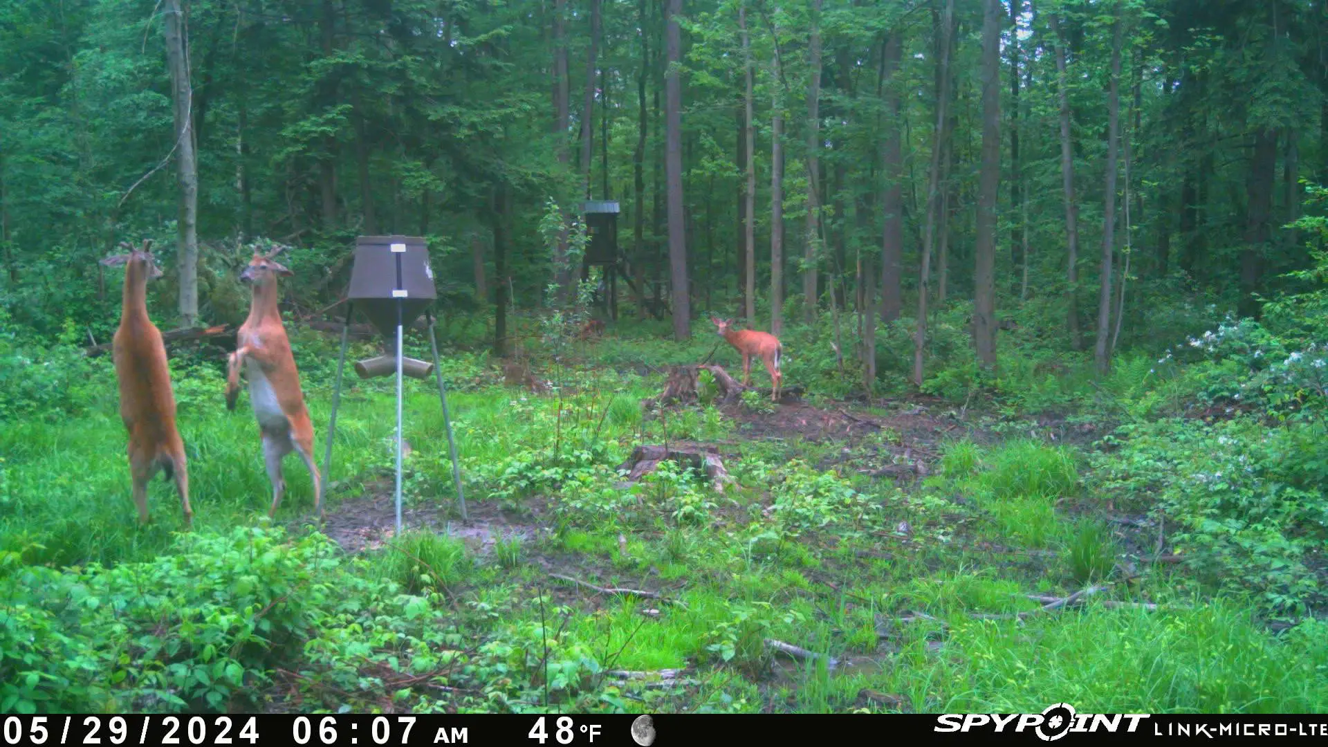 Deer standing near feeder in forest.