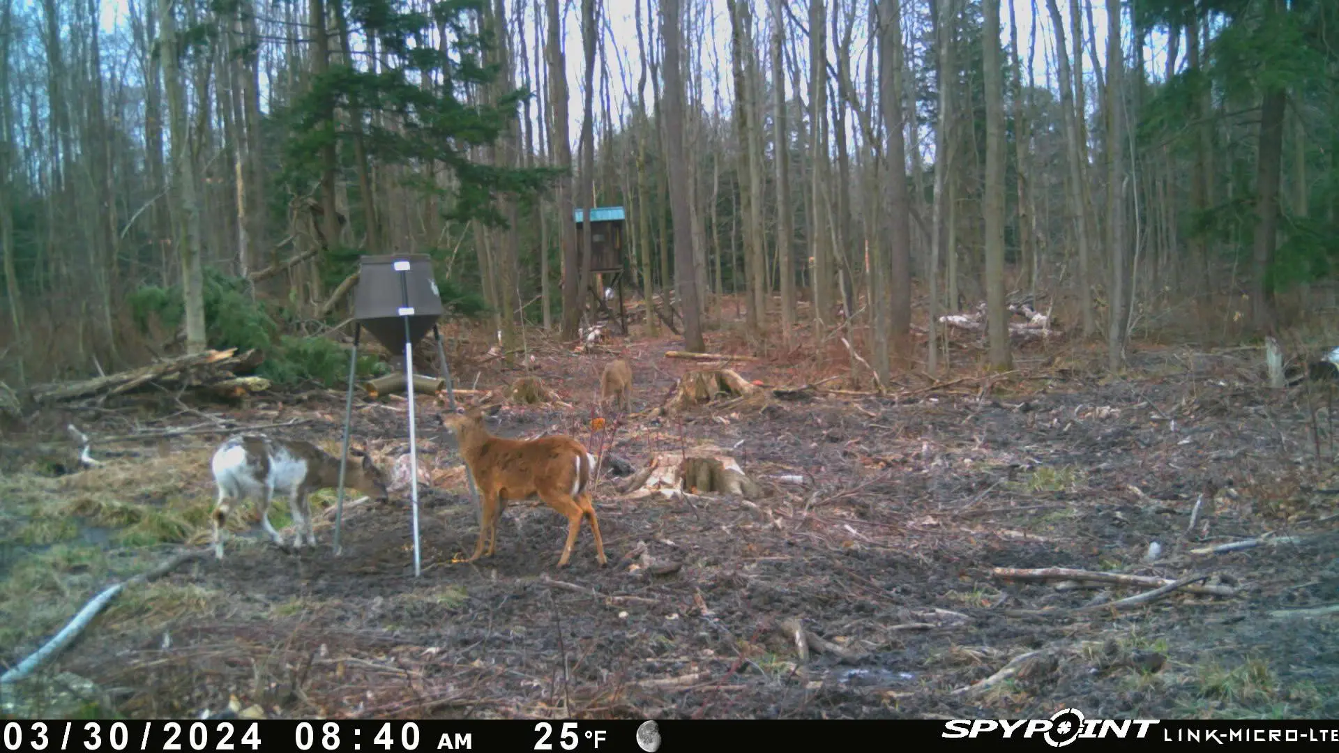 Deer and goat near feeder in forest.