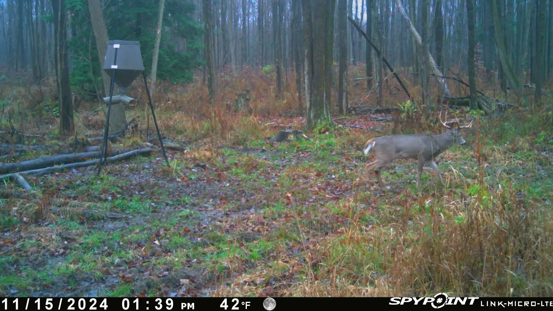 Deer walking in a forested area.
