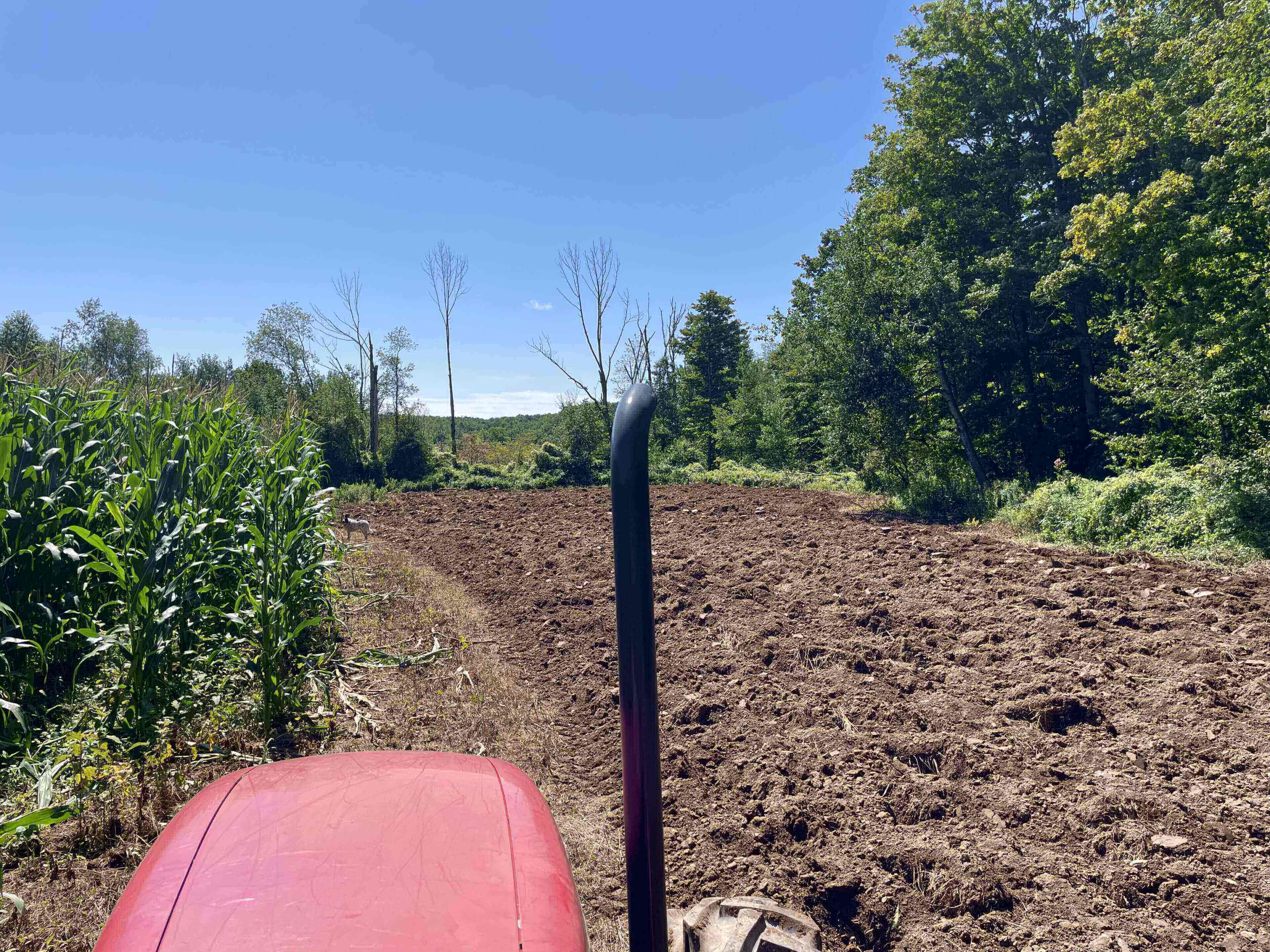 Tractor plowing field beside corn and trees.