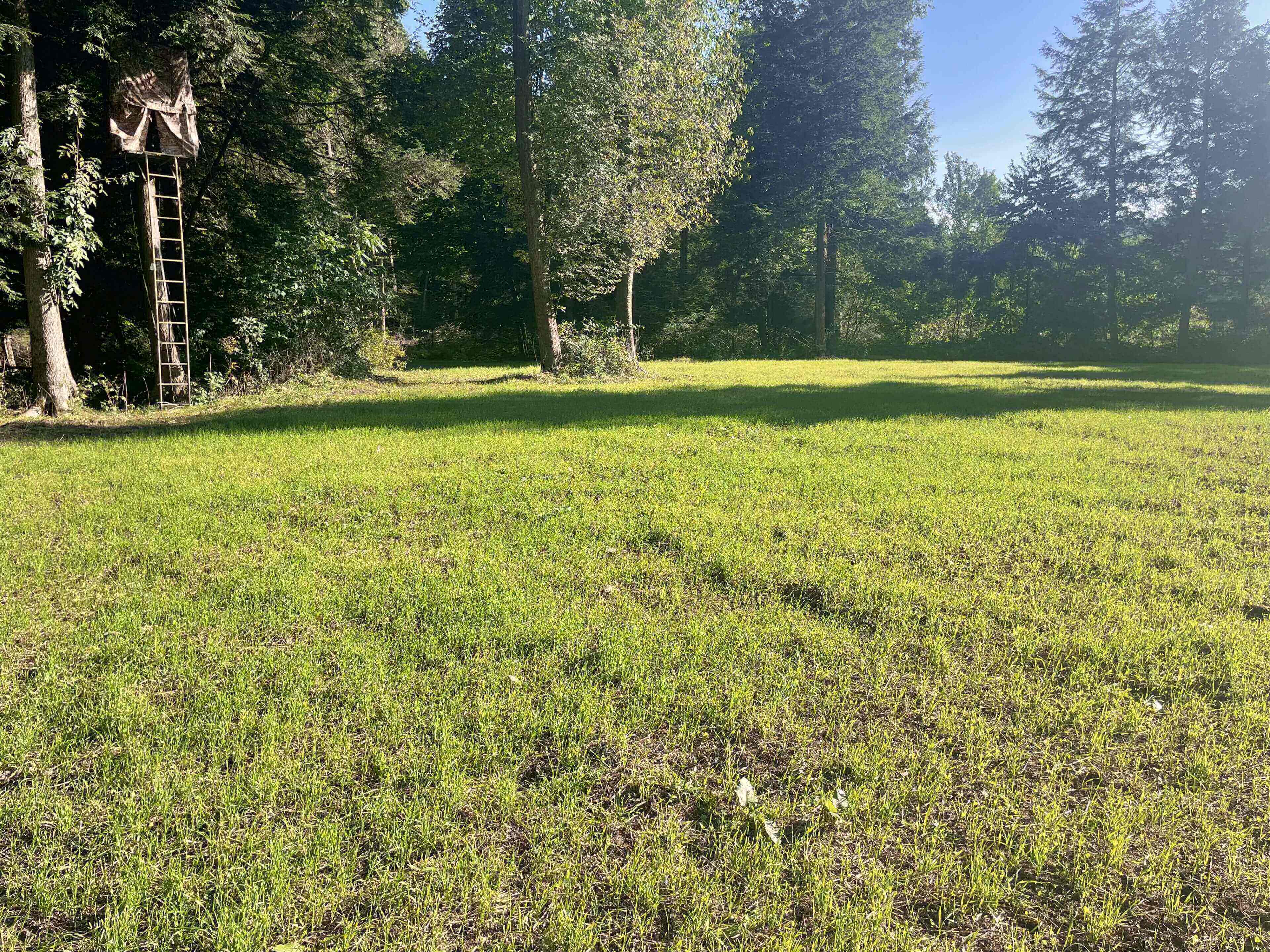 Sunny grassy field with treehouse and trees.