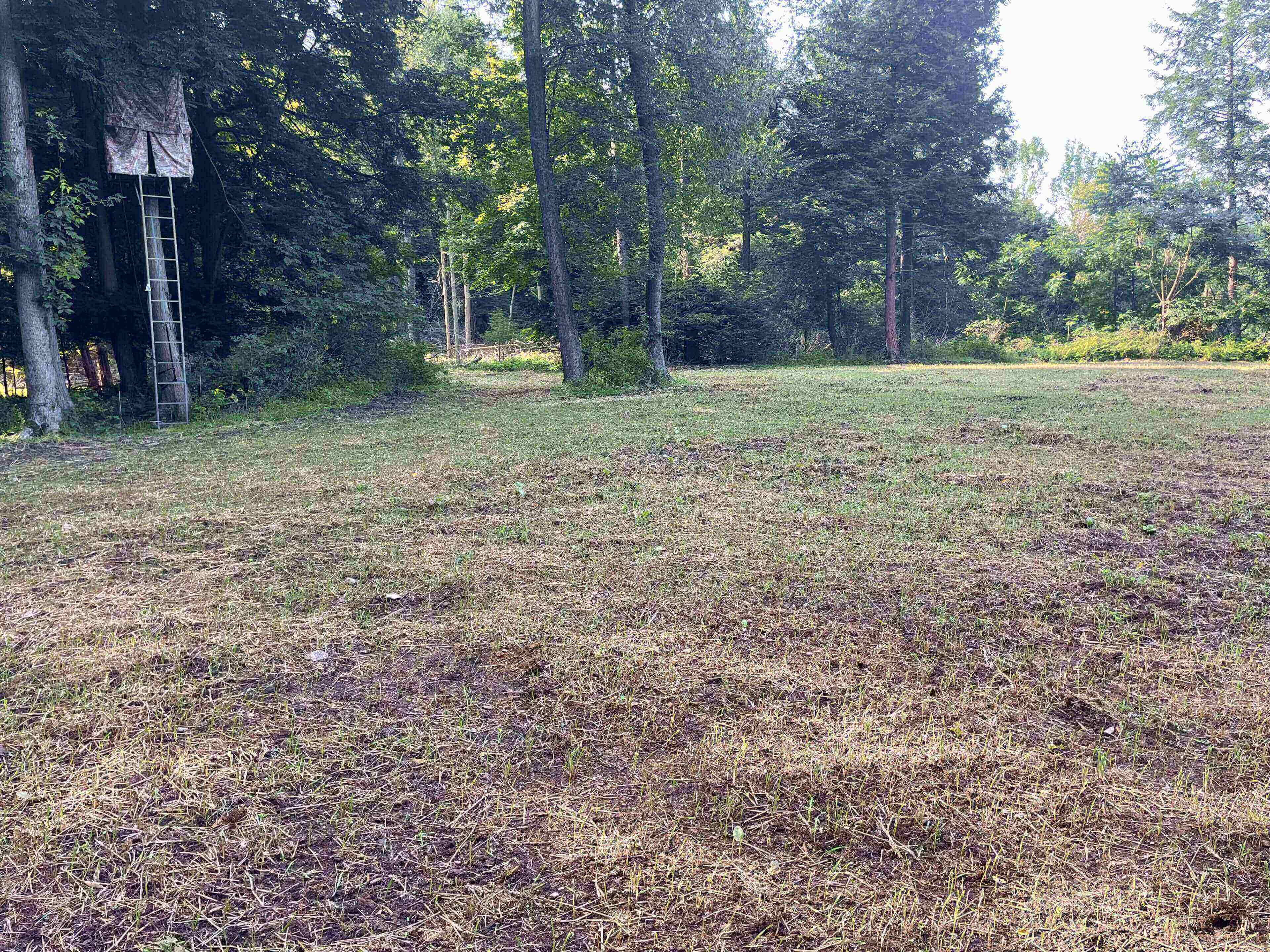 Clearing with trees and elevated wooden structure.