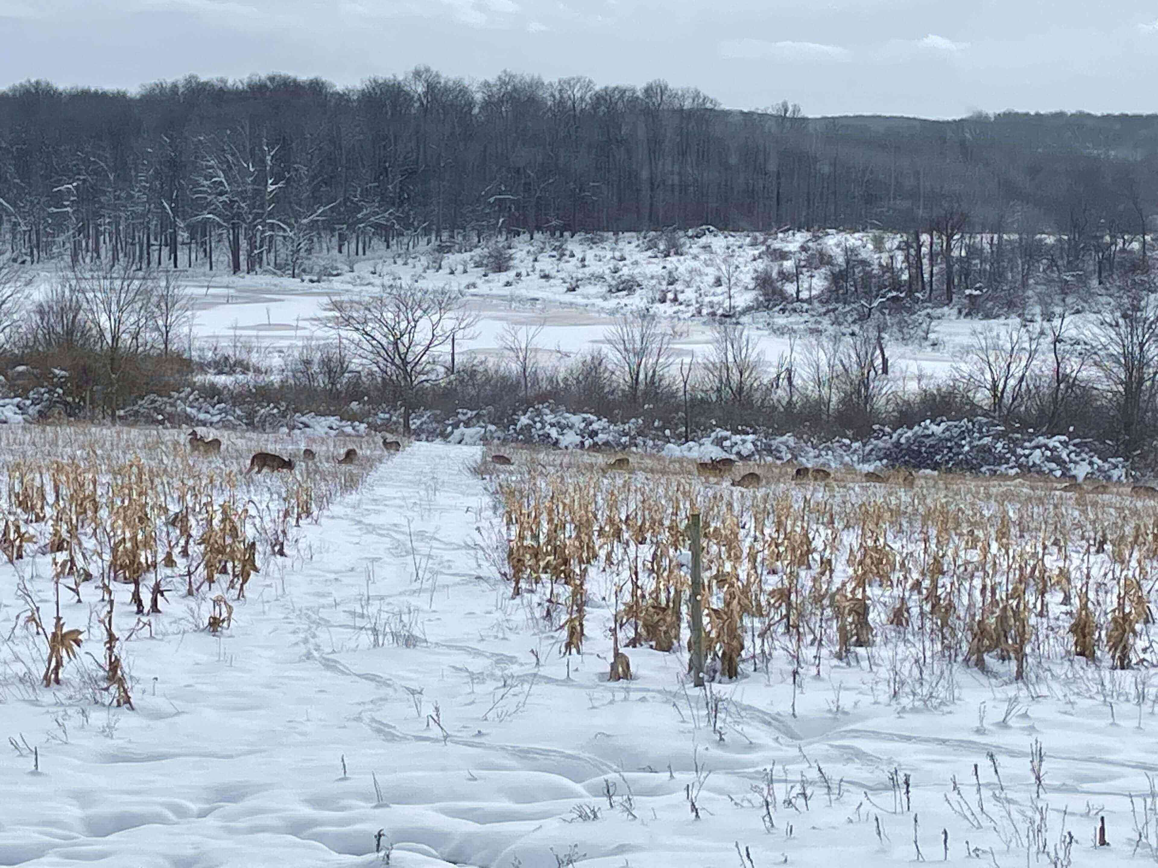 Snowy field with trees in the background.