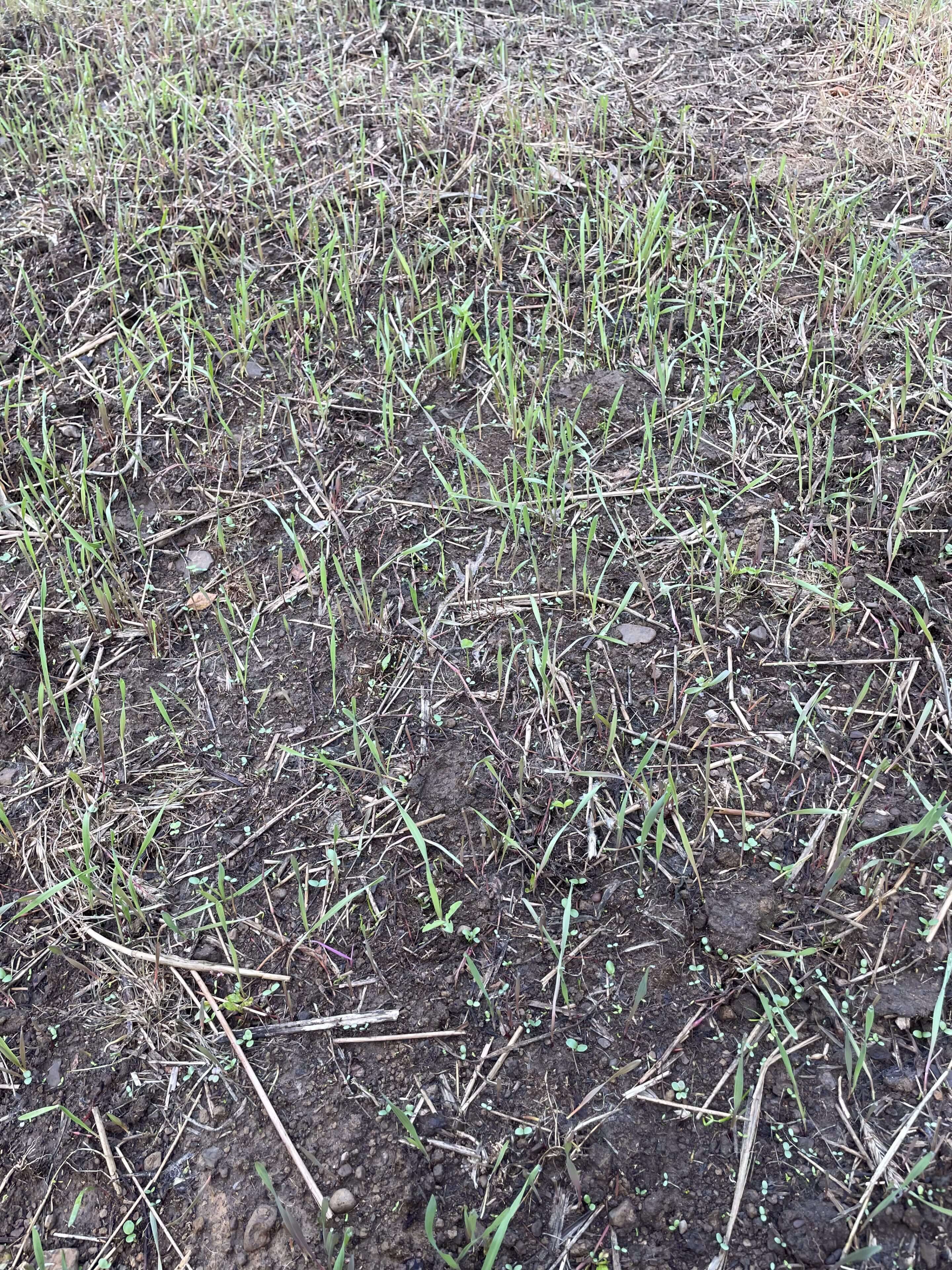 Young grass sprouts emerging from soil.