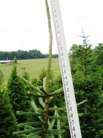 Christmas tree sapling measured with ruler