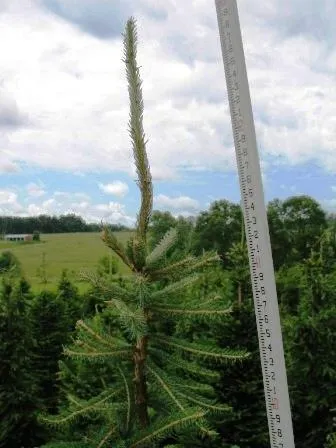 Ruler measuring tall spruce sapling outdoors
