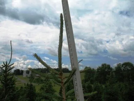 Ruler measuring spruce sapling under cloudy sky