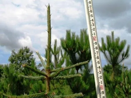 Young pine sapling beside measuring rod